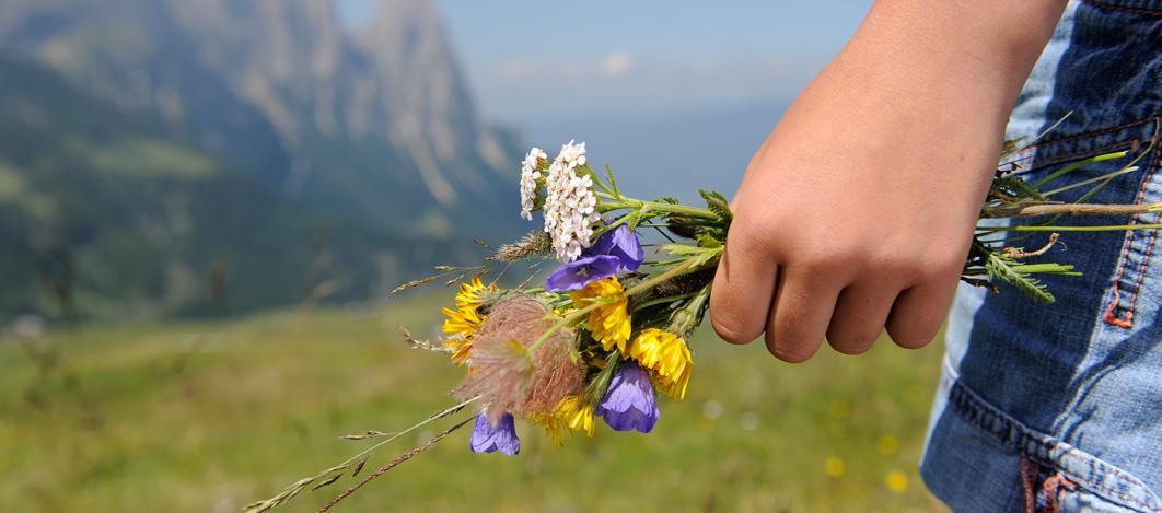 banner-blumen-2-laurin-moser