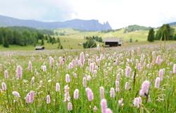 La primavera in montagna