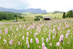 La primavera in montagna