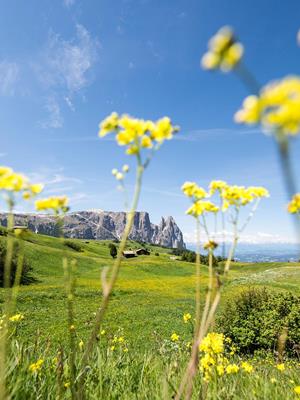 La primavera in montagna